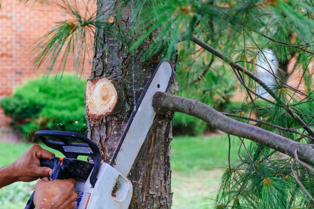 Professional Tree Removal and Landscaping Services in Richlands, NC